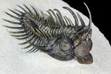 Spiny Comura Trilobite - Top Quality Specimen #108755-3